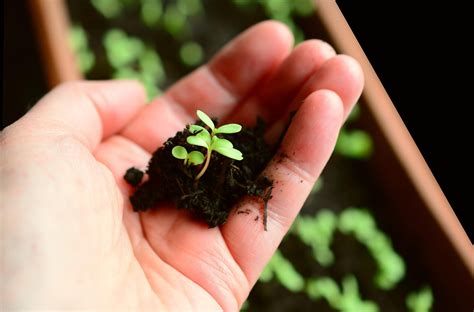 growing herbs indoors   tips  beginners