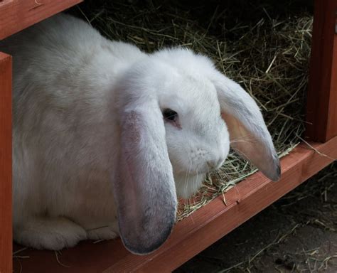 Lop Eared Rabbit: A Beginner's Guide - The Rabbit Hop