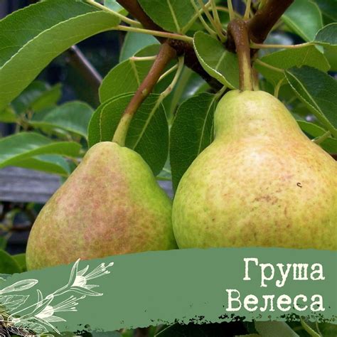 Велес