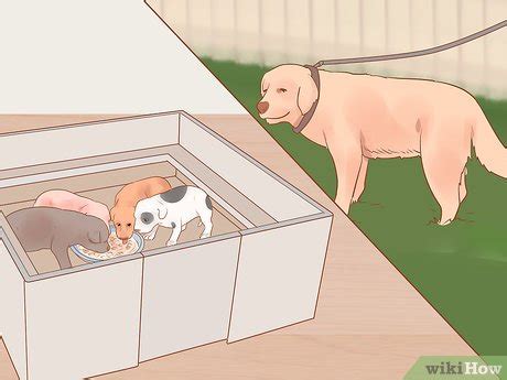 Como Se Separa Cachorro - 3 formas de separar a los cachorros de su madre - wikiHow