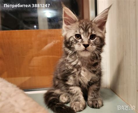 Мейн куун в Мейн кун в гр. София - ID43186770 — Bazar.bg