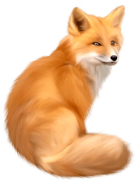 Red Fox PNG Isolated Photo | PNG Mart