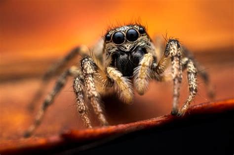 Megapixels: How Big Can You Really Print a Photo? - Nature TTL