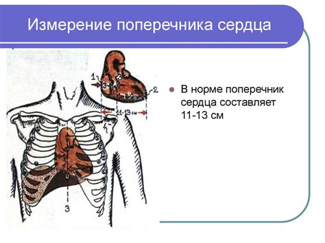Расспрос и осмотр больных с заболеванием органов кровообращения ...