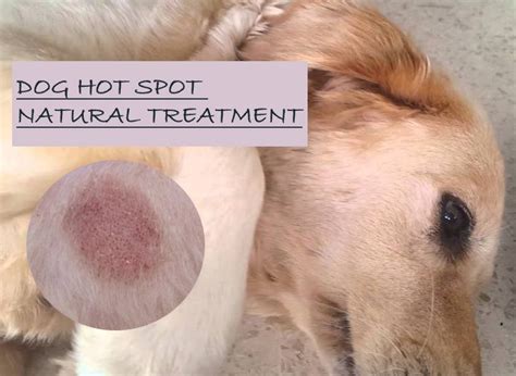 What Can You Use For Hot Spots On Dogs