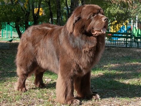 Newfoundland Dog Breed Information, Pictures, Characteristics & Facts