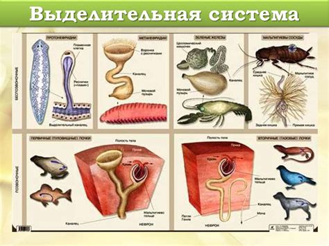 Органы и системы органов животных - презентация онлайн