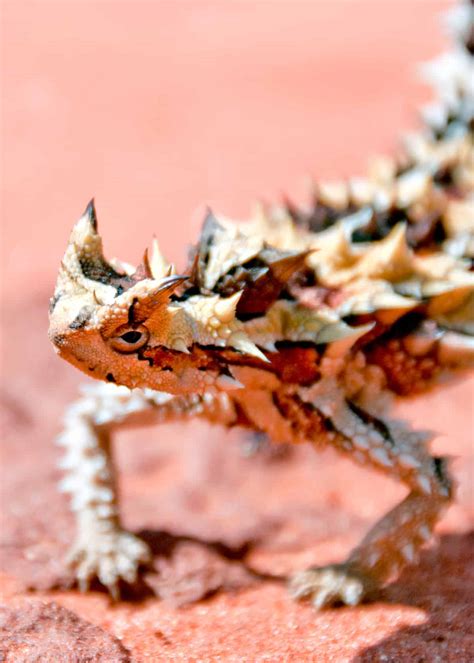 Creepiest Animal In The World