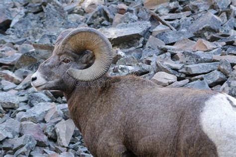 Снежные бараны скалистой горы, Canadensis Стоковое Фото - изображение ...
