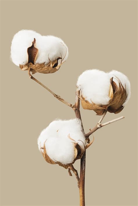 Dried fluffy cotton flower branch | Premium PSD - rawpixel