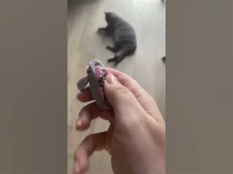 Интересная игрушка для кота. Интерактивная мышка 🐭 #shorts #кот #котики ...