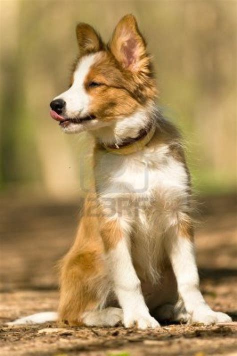 tan border collie | Cute animals, Dogs and puppies, Cute creatures