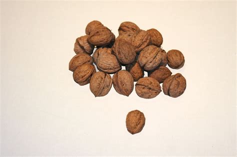 Walnuts Walnut Nuts - Free photo on Pixabay - Pixabay