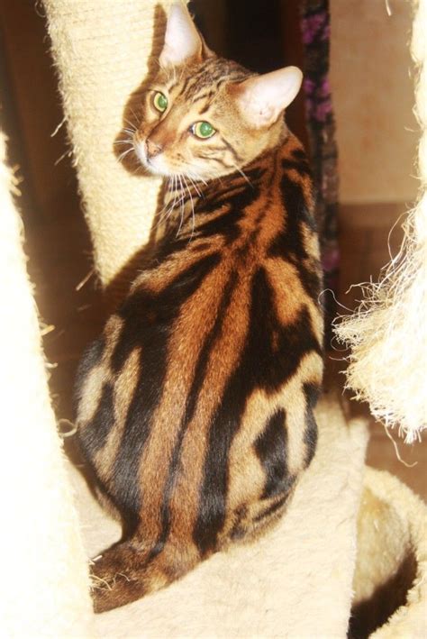 Marbled Bengal Cat Breed