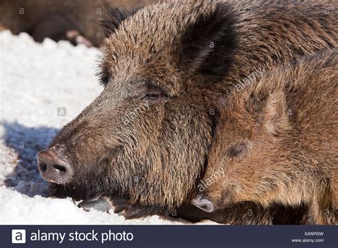 Wild Boar In Snow High Resolution Stock Photography and Images - Alamy