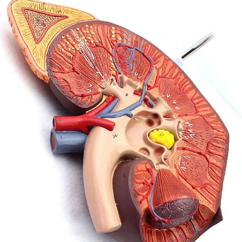 Dsuban Human Kidney Anatomy Model Kidney Structure Adrenal Gland Model