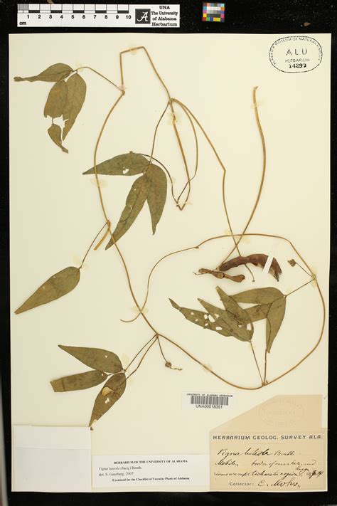 Vigna luteola - Species Page - APA: Alabama Plant Atlas