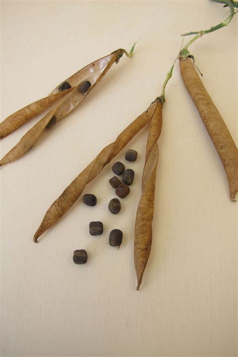 Sweet Pea Seeds: How to Sow, Grow, and Harvest Them - WM Design House