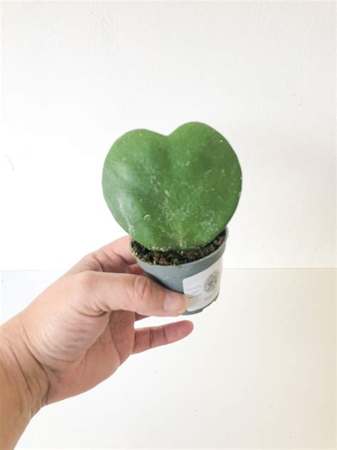 Hoya Kerri | Cotton & Leaf