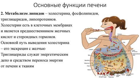 Методы оценки функции печени. Метаболизм билирубина. Желтухи - online ...