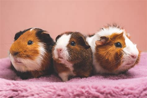 How to Tell the Difference Between a Male and Female Guinea Pig