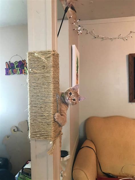 Homemade cat tree! : r/catpictures