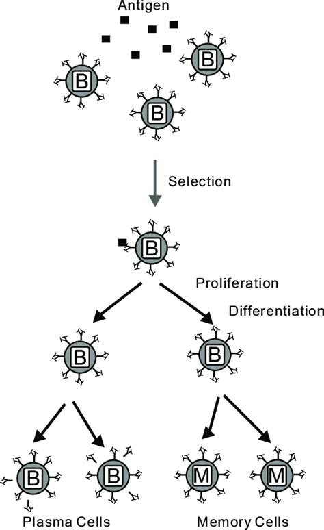 An overview of the clonal selection principle | Download Scientific Diagram