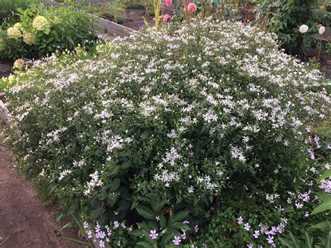 Астра растопыренная Starshine Aster divaricatus Starshine - купить сорт ...