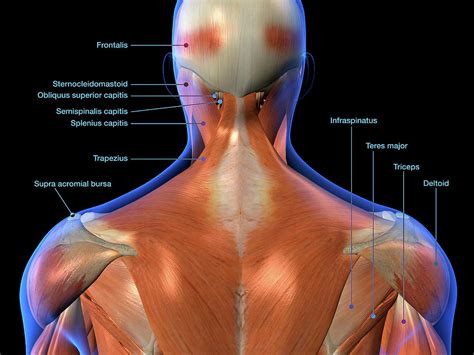 Neck Anatomy