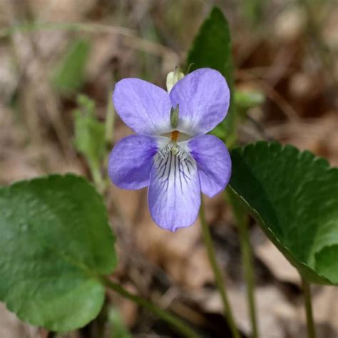 Hain-Veilchen / Viola riviniana