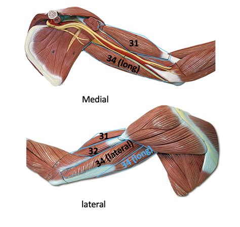 upper arm muscles medial  lateral diagram quizlet