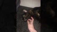 Kitty25 - YouTube