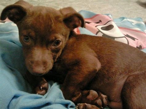 Chihuahua Terrier Mix Brown - Pets Lovers