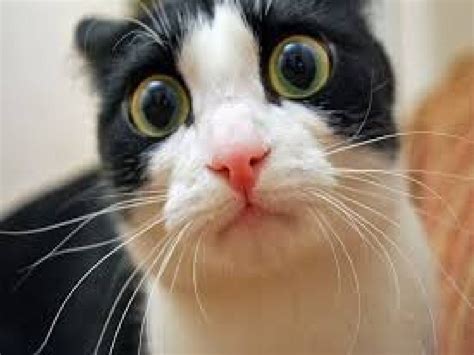 Funny cat videos talking