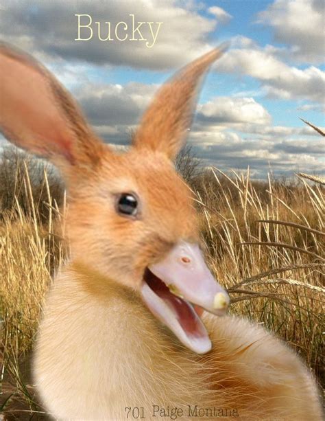 Animorph | Student work, Animals, Student