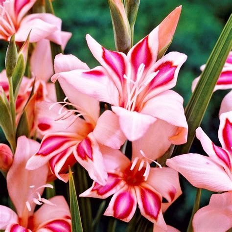 Gladiolus Nanus - Hardy Easy to Grow Mix – Easy To Grow Bulbs