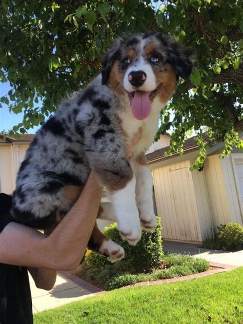Australian Shepherds Are Cute (21 pics)