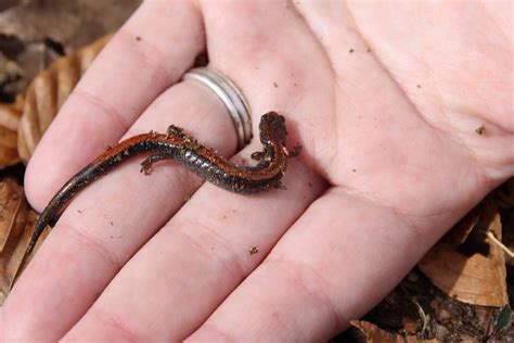 Salamander Herpetology Amphibian - Free photo on Pixabay - Pixabay