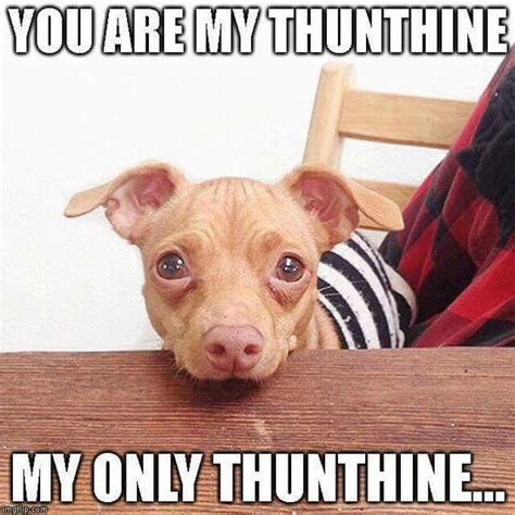 Tuna {breed:chiweenie} (@tunameltsmyheart) • Instagram photos and ...