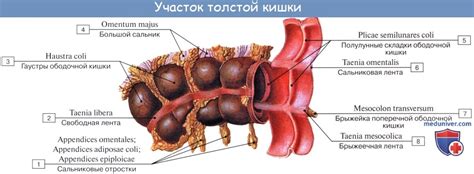 Анатомия человека: Толстая кишка. Строение толстой кишки. Стенки ...
