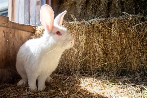 New Zealand Rabbit Breed (Colors, Lifespan & Pictures)