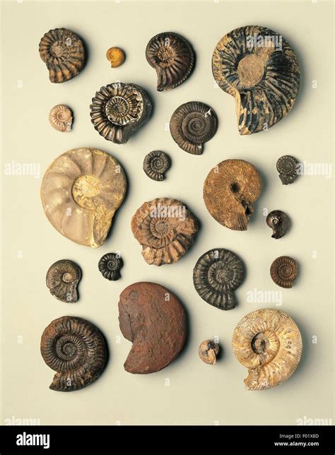 Fossils - Protostomia - Mollusca - Cephalopoda - Ammonoidea Stock Photo ...