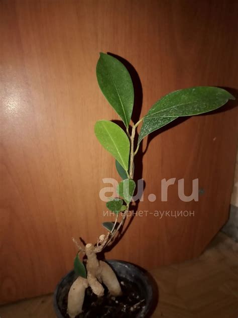Фикус микрокарпа Гинсенг — купить в Красноярске. Горшечные растения и ...