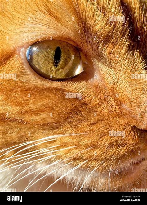 Orange cat with green eyes Stock Photo - Alamy