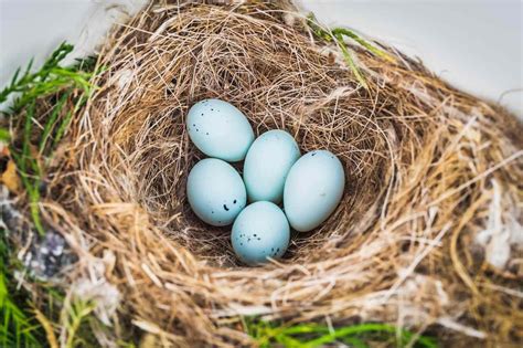 Identify Wild Bird Nests With This Photo Gallery