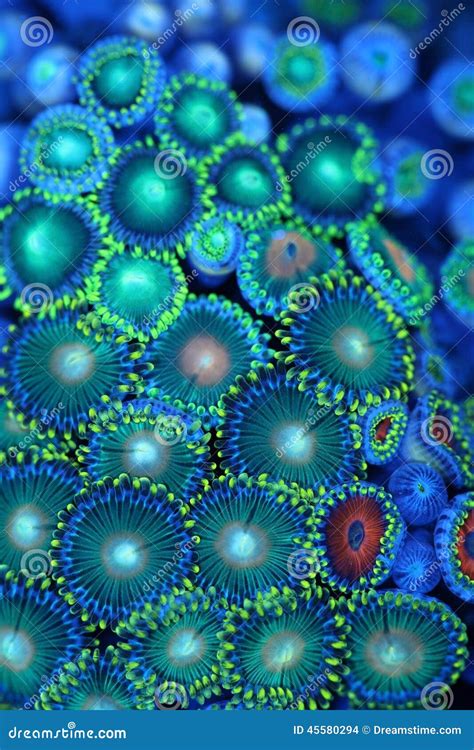 Zoanthid coral stock photo. Image of reeffish, macrocoral - 45580294