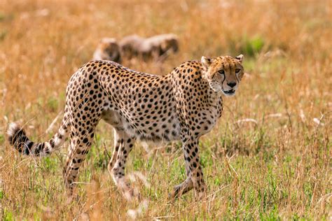 Cub Photos, Download The BEST Free Cub Stock Photos & HD Images