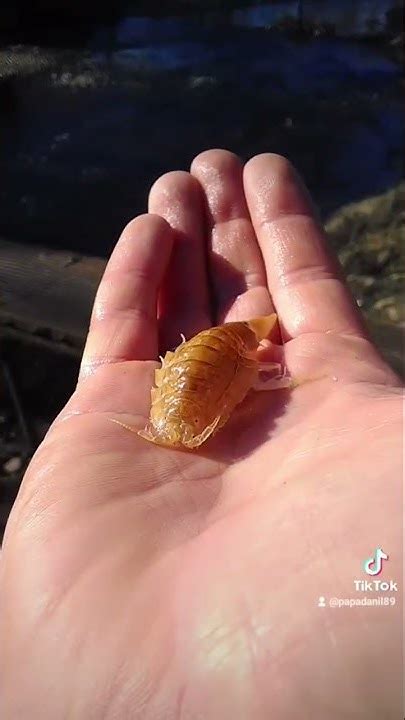 древнее существо морей😁 мы их называем "морские тараканы"😉 кстати ...