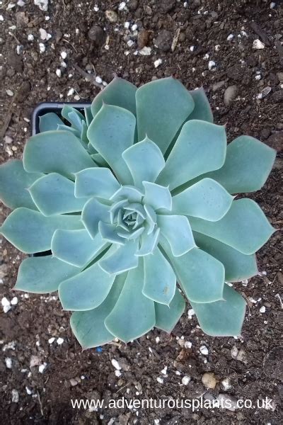Echeveria elegans | Adventurous Plants