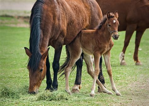 Cavalo Comendo A Éguas - Égua Potro Cavalo - Foto gratuita no Pixabay - Pixabay